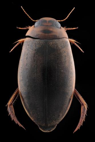 Rhantus suturalis